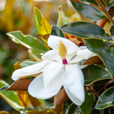 Brackens brown magnolia tree blooming with white fragrant flowers