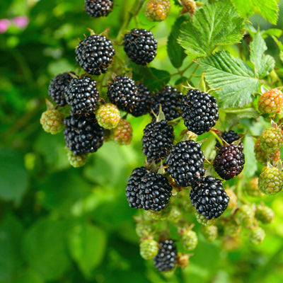 Chester thornless blackberry shrub