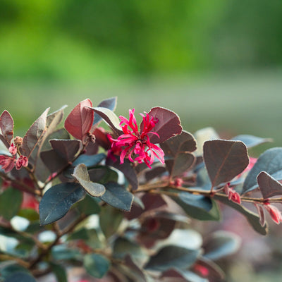 Dark red flowers of Cerise Charm Loropetalum
