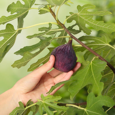 Hand picking a single chicago hardy fig from the tree's branch