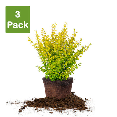 Sunshine Ligustrum Shrub