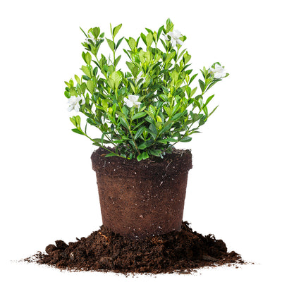 Gardenia Buttons Bush