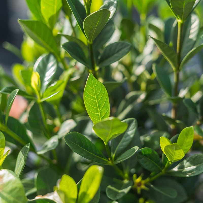 Gardenia Buttons Bush