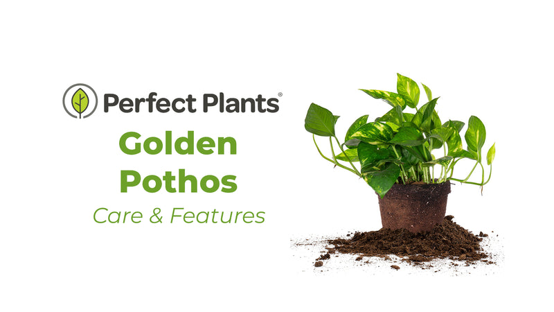 Golden Pothos