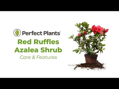 Red Ruffles Azalea Shrub
