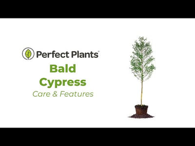 How to take care of Bald Cypress trees in your home landscape
