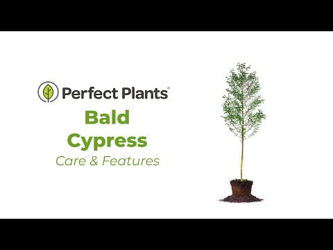 How to take care of Bald Cypress trees in your home landscape