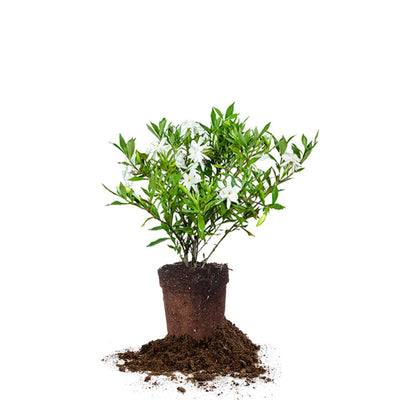 1 gallon frost proof gardenia for sale