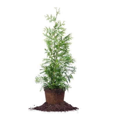 Thuja Green Giant Tree