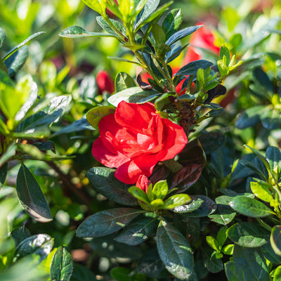 Autumn Fire Encore Azalea Shrub