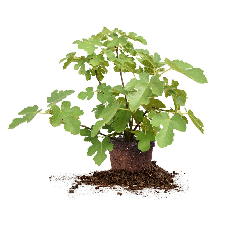 Chicago Hardy Fig for sale in a three gallon nursery container