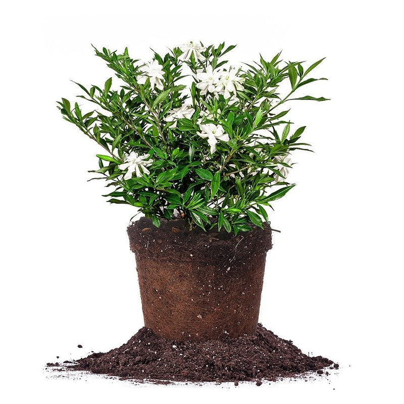 large frost proof gardenia for sale