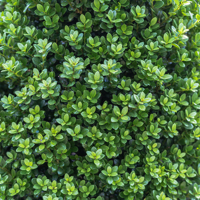 Ilex Crenata Steeds Holly Bush