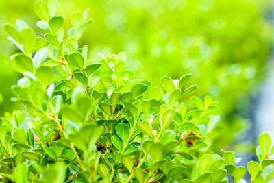 Japanese Boxwood Shrub