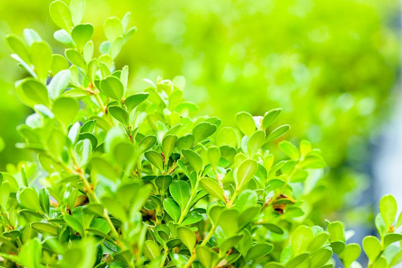 Japanese Boxwood Shrub