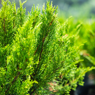 Juniper Sea Green ground cover shrub