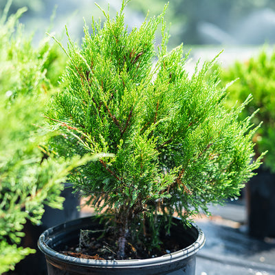 1 and 3 gallon Sea Green Juniper for sale