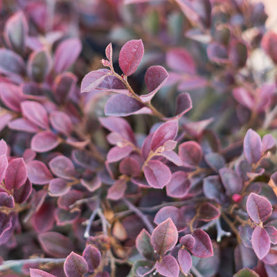 Purple Daydream Loropetalum Shrub