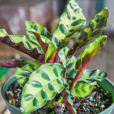 Calathea Rattlesnake Plant
