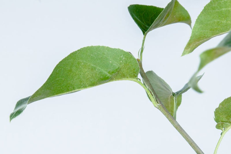 Shinko Asian Pear Tree