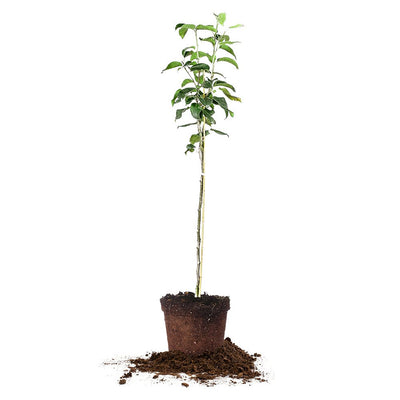 Shinko Asian Pear Tree