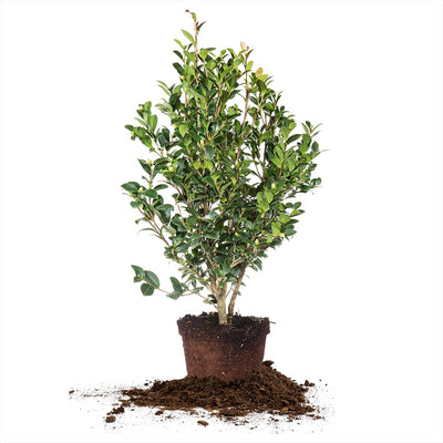 3 gallon yuletide camellia for sale online from perfect plants nursery
