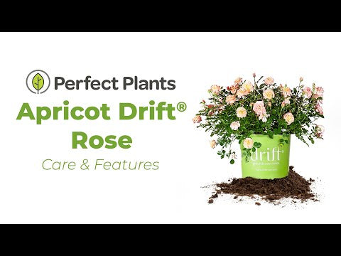 Apricot Drift® Rose Bush
