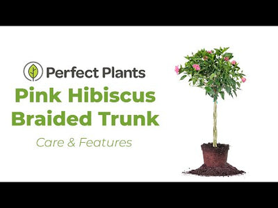Braided Pink Hibiscus Tree
