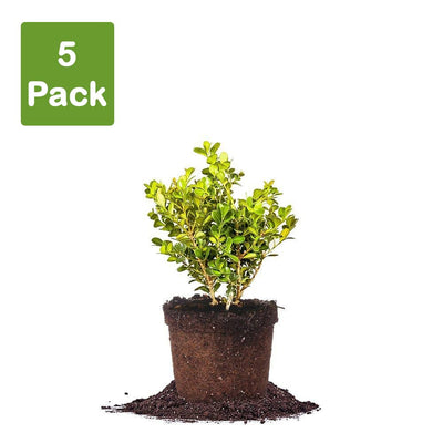 Japanese Boxwood Shrub