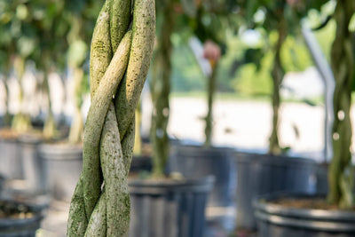 Braided Pink Hibiscus Tree