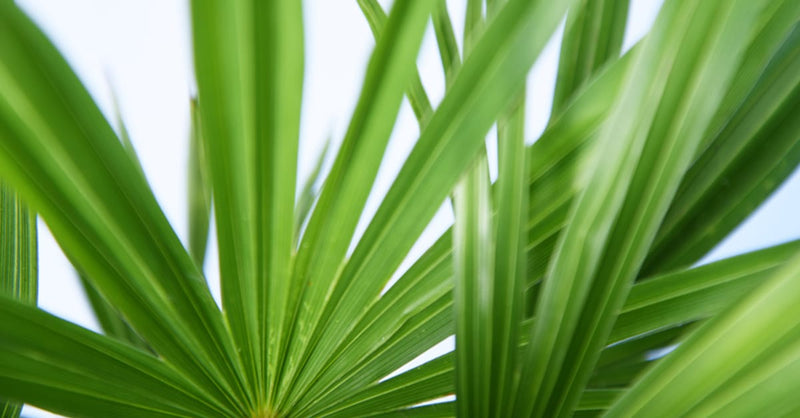Windmill Palm Tree